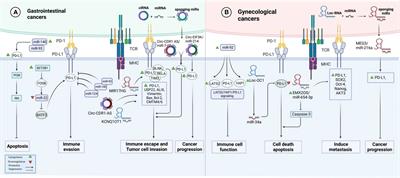 Interplay between programmed death-ligand 1 and non-coding RNAs